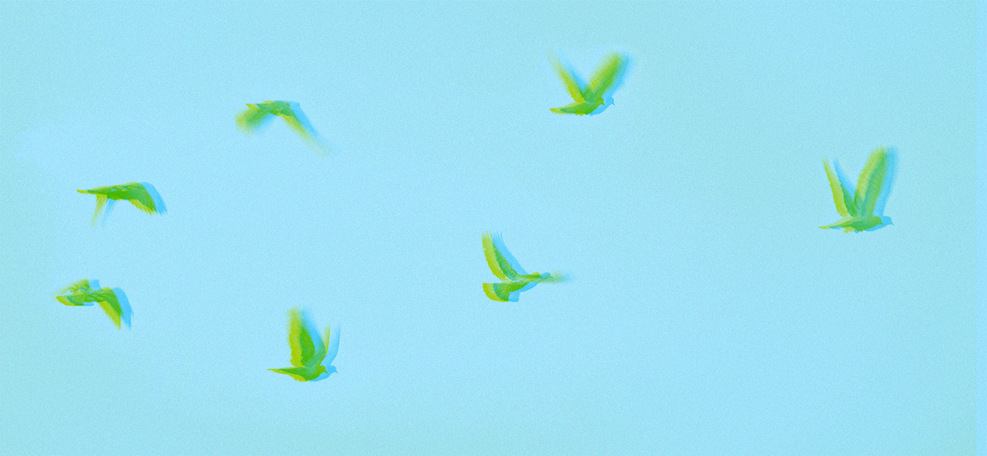 Birds flying in clear sky