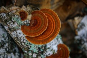 Chaga mushroom growing on birch