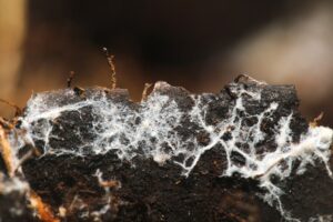 A mycelium network of fungal threads or hyphae
