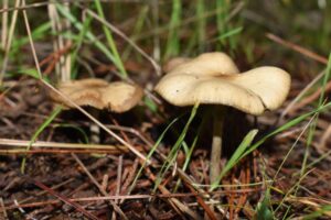 Psilocybe cyanescens, aka the wavy cap mushroom