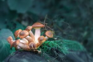 Magic mushrooms growing in nature