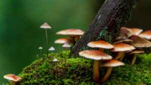 Mushrooms growing in nature