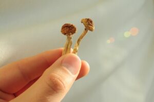 Psilocybin mushrooms for microdosing