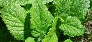 Beatrice Society - Lemon Balm (Melissa officinalis)