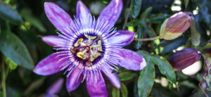 Beatrice Society - Passion Flower (Passiflora incarnata)