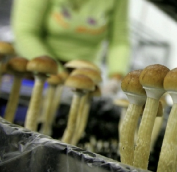 Beatrice Society mushroom growing